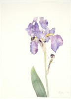 Hellblaue Iris (Iris germanica), 2020, Aquarell und Grafit auf Hadernbütten