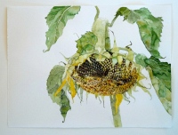 Sonnenblume, 2012, Aquarell und Graphit auf Hadern