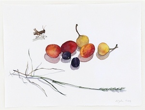Gelbe und blaue Pflaumen mit Heuschrecke (Prunus domestica), 2014, Aquarell und Graphit auf Hadern